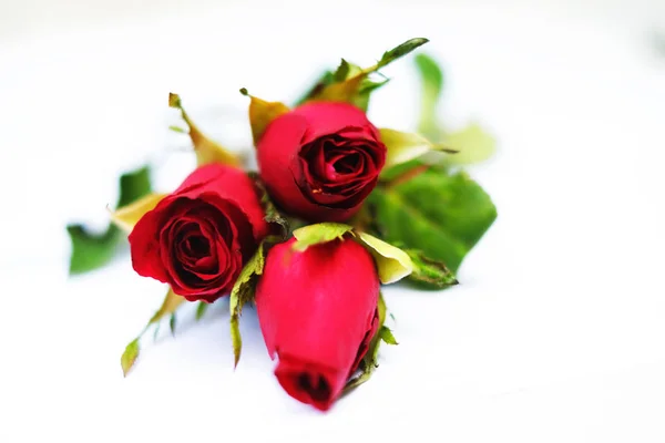 Three Red Roses White Background — 스톡 사진