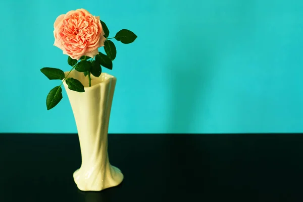 Sonic color rose in vase on blue background.