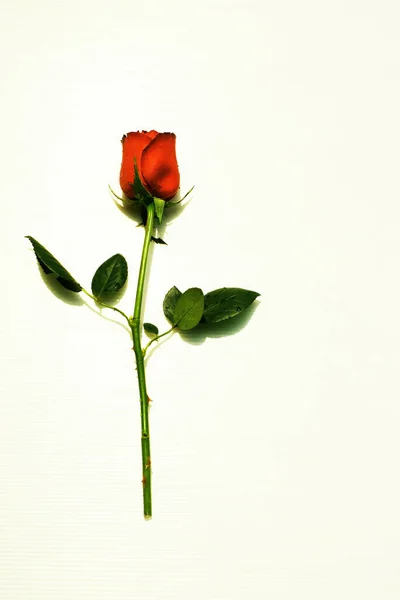 Czerwona Róża Długim Łodygą Liści Białym Tle — Zdjęcie stockowe