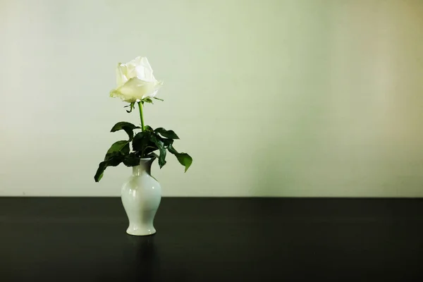 Rosa Branca Linha Reta Vaso Fundo Branco — Fotografia de Stock