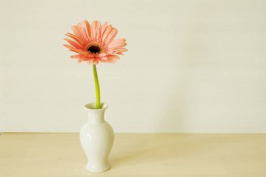 Beyaz arka planda vazoda Pembe Gerbera Daisy