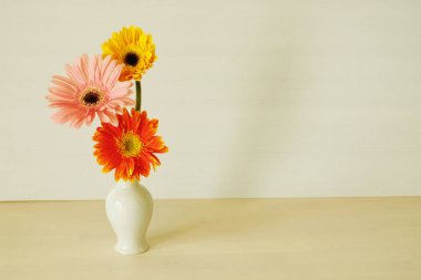 Beyaz arka planda üç renk Gerbera Daisy çiçekleri