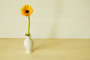 Beyaz arkaplanda sarı Gerbera Daisy vazosu.
