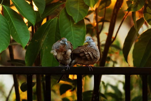 Two Birds Fence Sunset — Stock Photo, Image