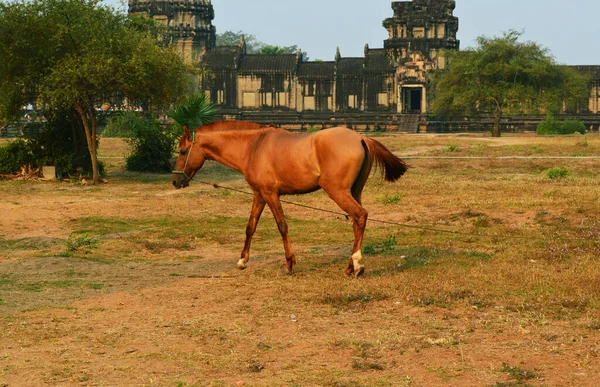 Caballo Marrón Camina Sobre Suelo Ante Antiguo Templo —  Fotos de Stock