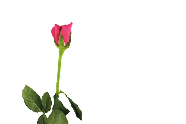 Single Rose Isolated White Background — Stock Photo, Image