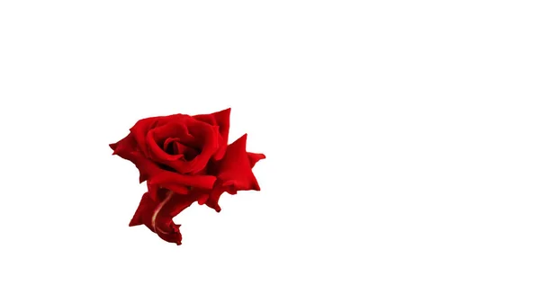 Zbliżenie Czerwona Róża Izolowane Białym Tle — Zdjęcie stockowe