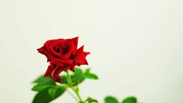 Czerwona Róża Rozmytą Łodygą Białym Tle — Zdjęcie stockowe