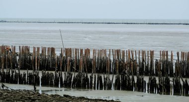 Bataklık ve deniz manzarası 3