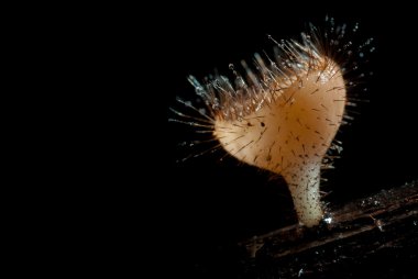 Yağmur güzel pembe şampanya mantar üzerinde ahşap kaplı.
