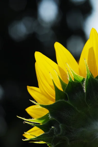 Tournesol jeune bourgeon floraison, macro, gros plan — Photo