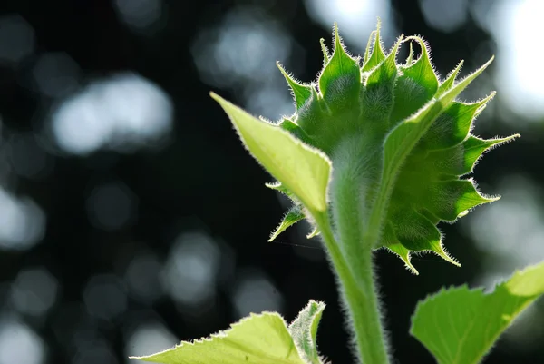 Sunflower young bud blooming, macro, close up — Stock Photo, Image