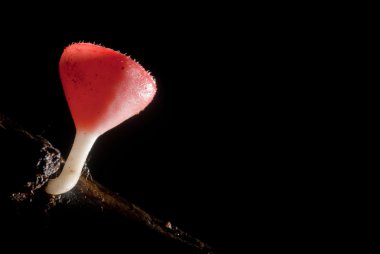 Yağmur güzel pembe şampanya mantar üzerinde ahşap kaplı.