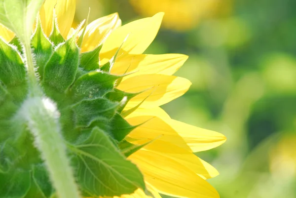 Tournesol jeune bourgeon floraison, macro, gros plan — Photo