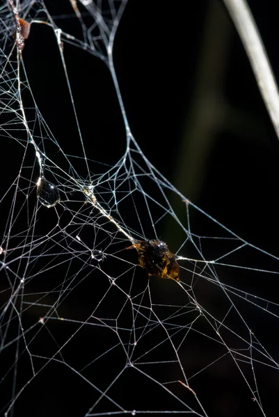 Insecte a été enveloppé dans de la soie d'araignée effrayant effrayant — Photo