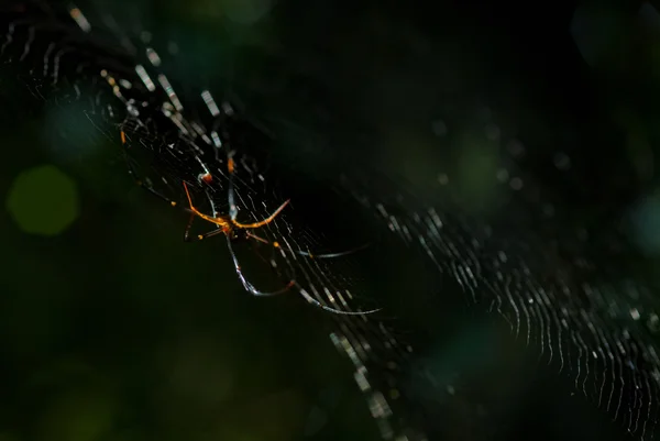 Aranha aracnídeo senta-se em seu covil no fundo preto — Fotografia de Stock