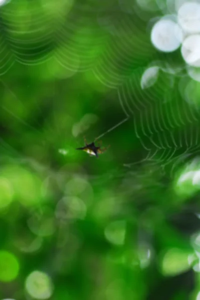 Aranha aracnídeo senta-se em seu covil no fundo preto — Fotografia de Stock