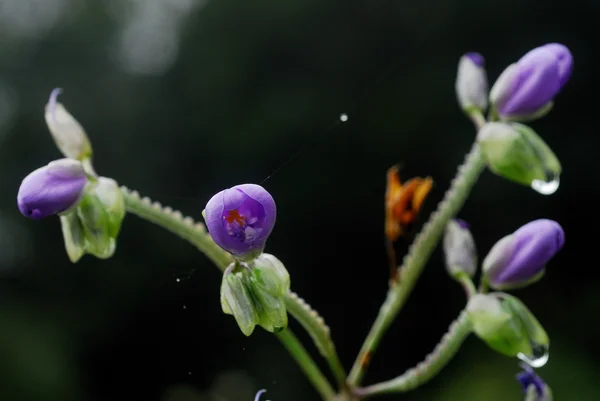 Flor giganteum Murdannia em Phusoidao montanhas na Tailândia — Fotografia de Stock