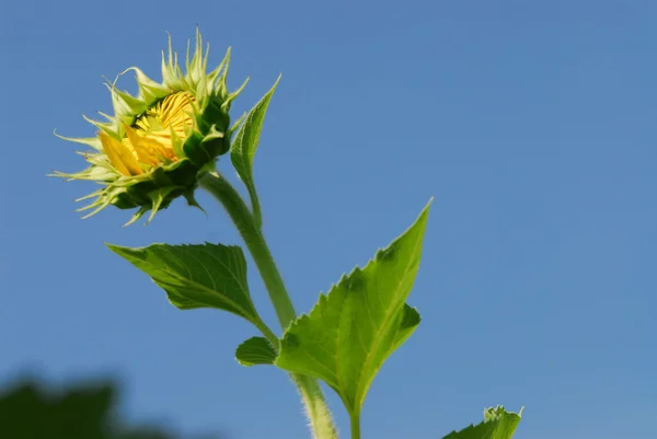 Big sunflower in the garden, Thailand — Stock Photo, Image