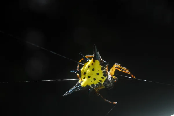 Aranha aracnídeo senta-se em seu covil no fundo preto — Fotografia de Stock