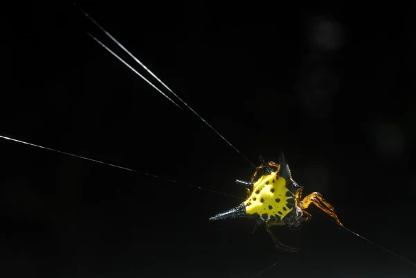 Arácnido arácnido se sienta en su guarida sobre fondo negro —  Fotos de Stock