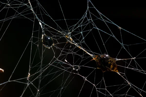 Inseto foi envolto em seda de aranha assustadora assustadora — Fotografia de Stock