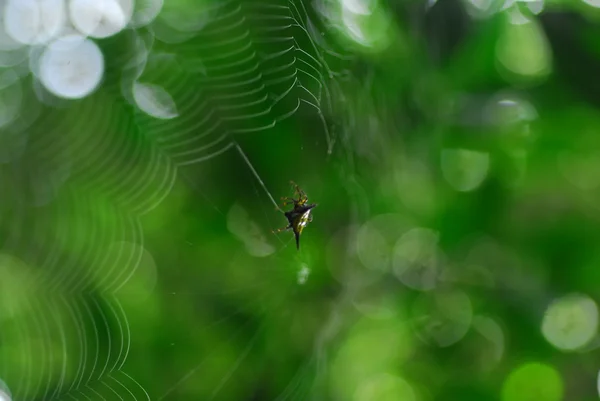 Aranha aracnídeo senta-se em seu covil no fundo preto — Fotografia de Stock