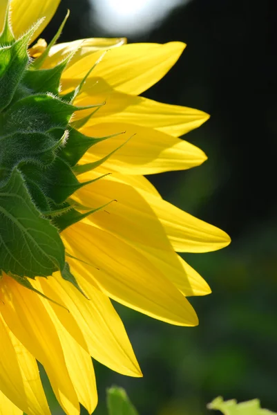 Solsikke unge bud blomstrende, makro, nærbillede - Stock-foto