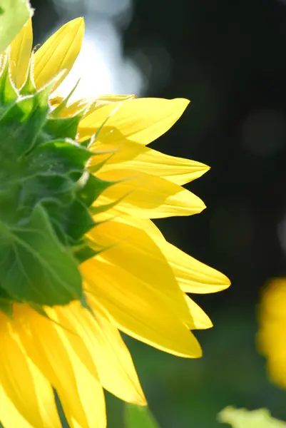 Tournesol jeune bourgeon floraison, macro, gros plan — Photo