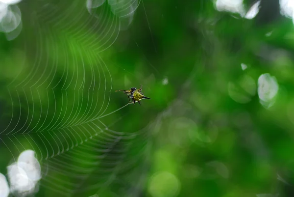 Aranha aracnídeo senta-se em seu covil no fundo preto — Fotografia de Stock