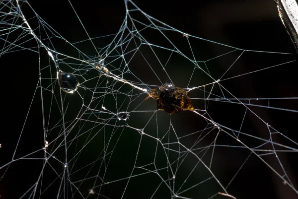Inseto foi envolto em seda de aranha assustadora assustadora — Fotografia de Stock