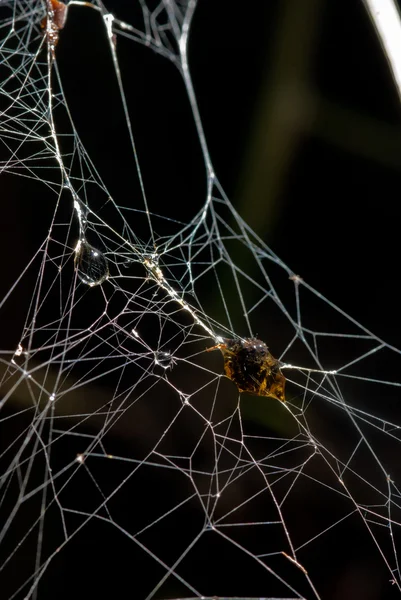 Insecte a été enveloppé dans de la soie d'araignée effrayant effrayant — Photo