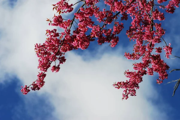 Sakura pink cherry blossom flower in Chiang Mai, Thailand — Stock Photo, Image