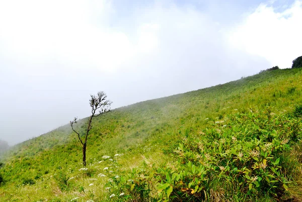 Albero solitario in morbida luce invernale. Composizione della natura — Foto Stock