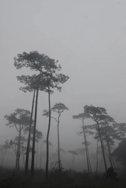 松树林在雾中 — 图库照片