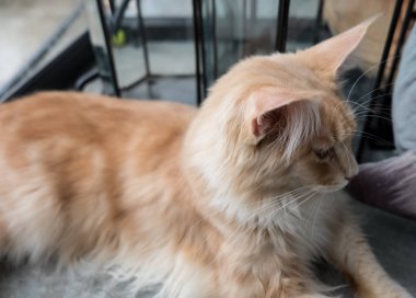 Gri kedi şirin rahatlatıcı portresi