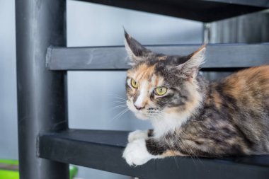 Kedi içinde renkli bulanıklık geçmiş kanepede rahatlatıcı