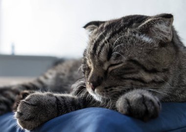 Kedi içinde renkli bulanıklık geçmiş kanepede rahatlatıcı