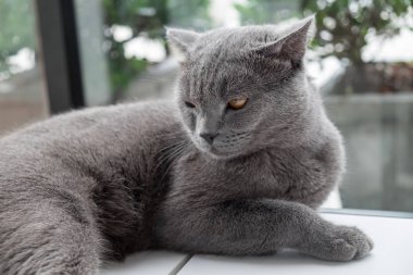 Kedi içinde renkli bulanıklık geçmiş kanepede rahatlatıcı