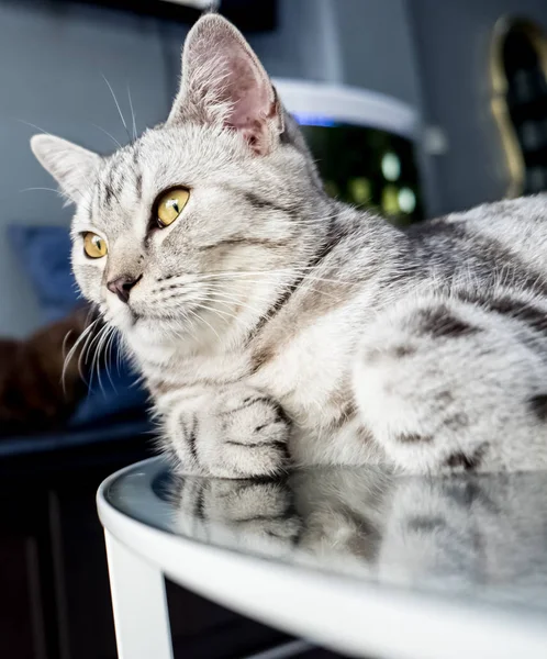 귀여운 회색 고양이의 초상화 — 스톡 사진