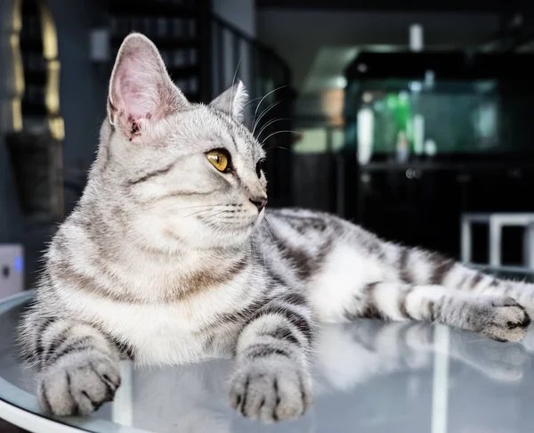 귀여운 회색 고양이의 초상화 — 스톡 사진