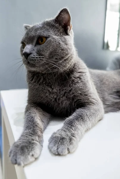 Gri kedi şirin portresi — Stok fotoğraf
