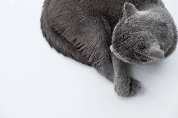 Χαλαρώνοντας στον καναπέ στο πολύχρωμο θάμπωμα του φόντου, χαριτωμένο funn γάτα — Φωτογραφία Αρχείου
