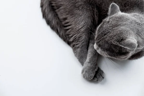 Retrato de gato cinza bonito — Fotografia de Stock