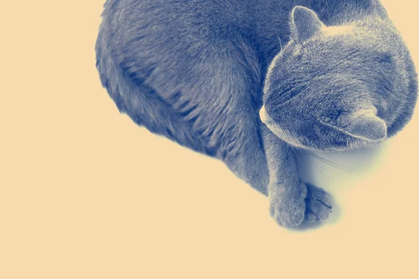 Portrét roztomilá šedá kočka — Stock fotografie