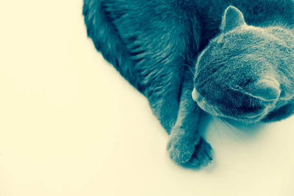 Γάτα χαλαρώνοντας στον καναπέ στο πολύχρωμο θάμπωμα του φόντου — Φωτογραφία Αρχείου