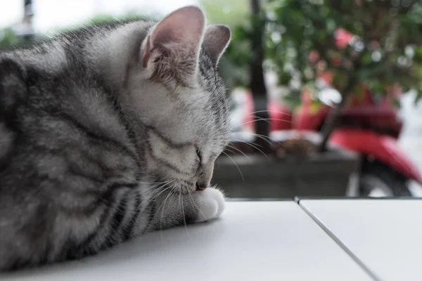 Gato relaxante no sofá em fundo borrão colorido — Fotografia de Stock