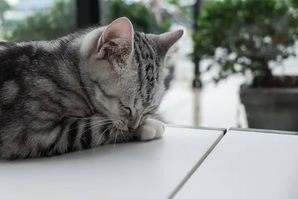 Gato relajante en el sofá en un colorido fondo borroso — Foto de Stock