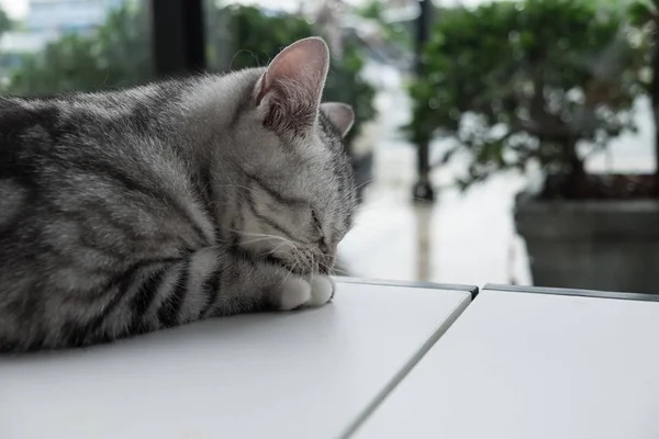 Gato relajante en el sofá en un colorido fondo borroso — Foto de Stock