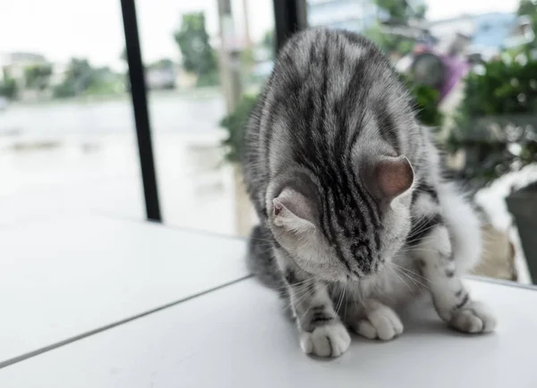 Kedi içinde renkli bulanıklık geçmiş kanepede rahatlatıcı — Stok fotoğraf